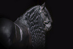 Friesian Horse Portrait