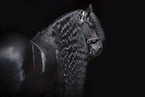 Friesian Horse Portrait