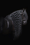 Friesian Horse Portrait