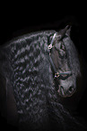 Friesian Horse Portrait
