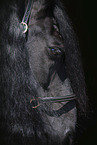 Friesian Horse Portrait