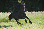 galloping Friesian horse