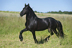 trotting Friesian horse