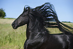 Friesian horse portrait