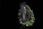 Friesian Horse Portrait