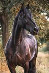 Frisian Horse
