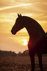 Frisian Horse