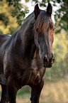 Frisian Horse