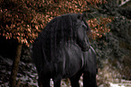 Friesian stallion