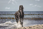 Frisian Horse at the beach