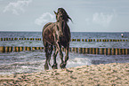 Frisian Horse at the beach