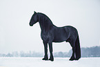 Frisian horse