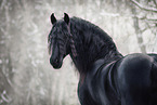 Frisian horse