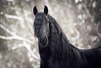 Frisian horse