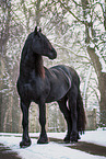 Frisian horse