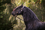 Frisian horse