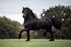 Frisian horse
