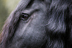 Frisian horse