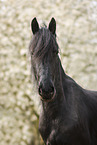 Frisian gelding