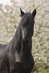 Frisian gelding