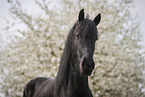 Frisian gelding