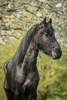 Frisian gelding