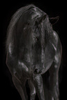 Frisian gelding
