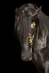 Frisian gelding