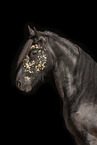 Frisian gelding
