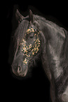 Frisian gelding
