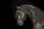 Frisian gelding