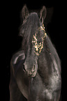 Frisian gelding