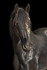 Frisian gelding