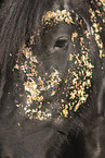 Frisian gelding