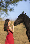 Frisian gelding