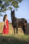 Frisian gelding