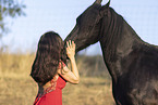 Frisian gelding