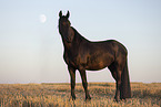 Frisian mare