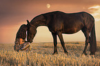 young woman with friesian mare