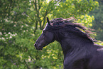 Friesian in summer