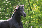 Friesian in summer