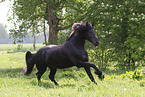 Friesian in summer