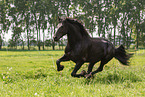 Friesian in summer