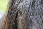 Friesian eye