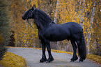 Friesian stallion