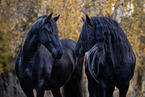 2 Friesians