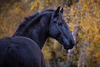Friesian stallion