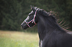 Frisian Portrait