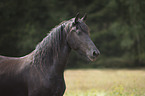 Frisian Portrait