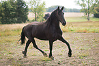 Frisian